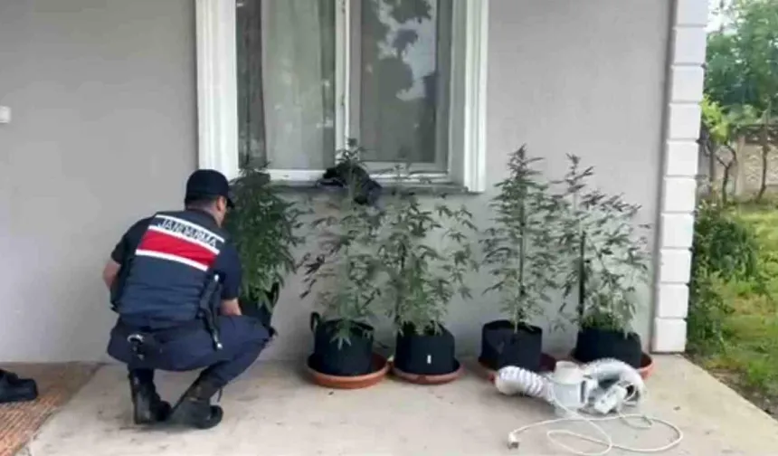 Düzce’de Eve Kurduğu Sistemle Kenevir Yetiştirdi: Jandarmadan Operasyon