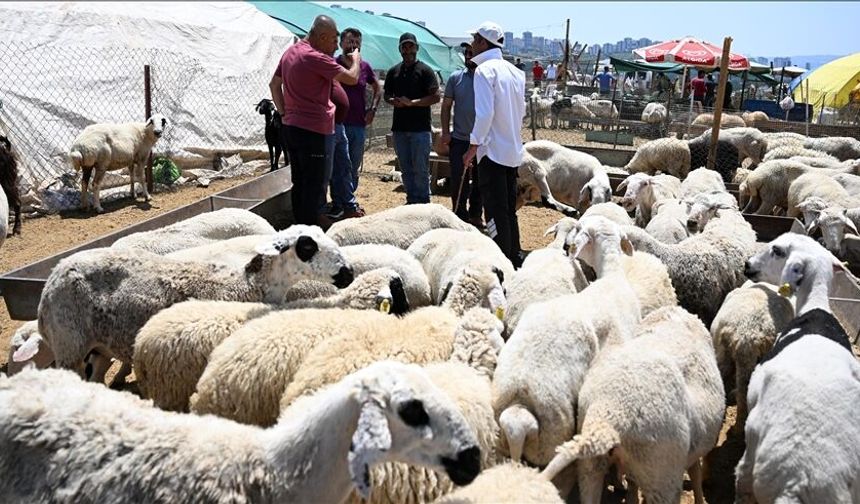 Ankara’da Kurban Bayramı Hazırlığı Başladı: İlçe İlçe Kurban Satış ve Kesim Alanları