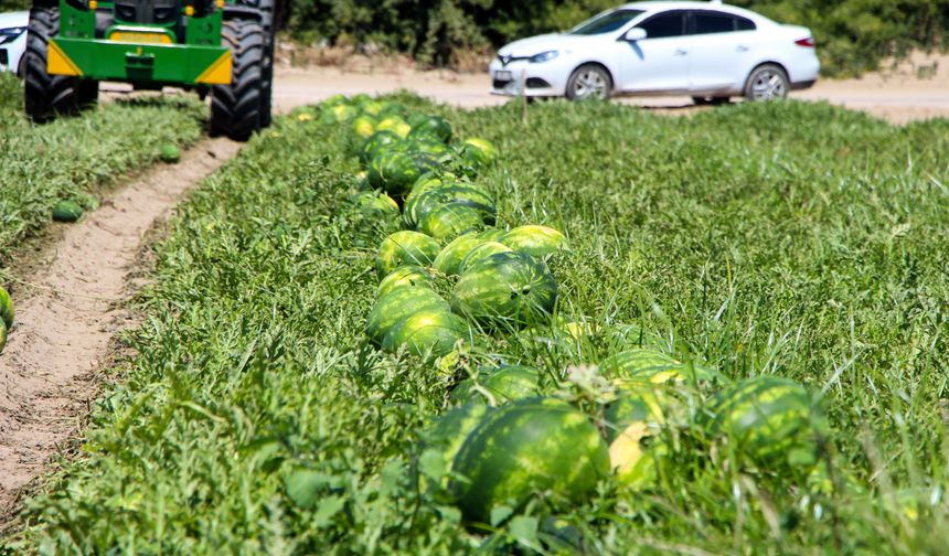 Adana'da karpuz hasadı devam ediyor