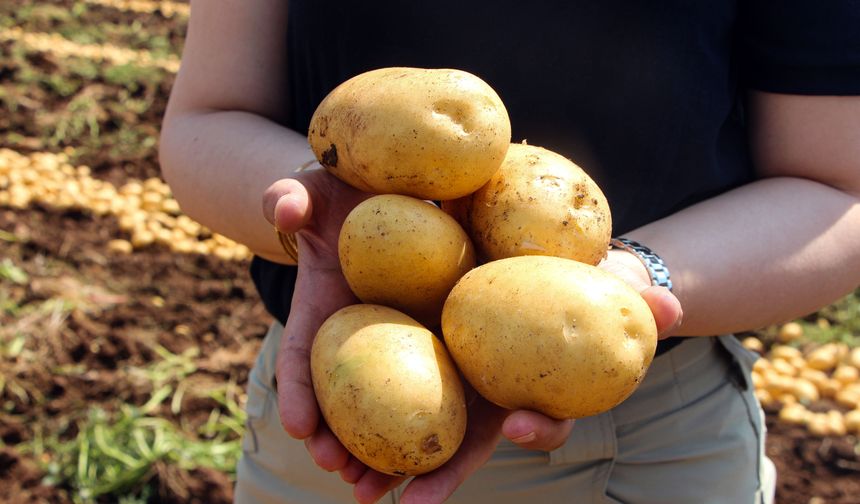 Adana'da patates hasadı başladı:  tarlada kilosu 20 TL'ye düştü