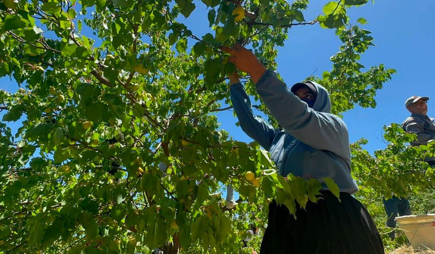 Kayısı başkenti Malatya'da kayısı hasadı başladı