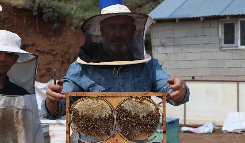 Coğrafi İşaretli Bingöl Balında Hasat Heyecanı