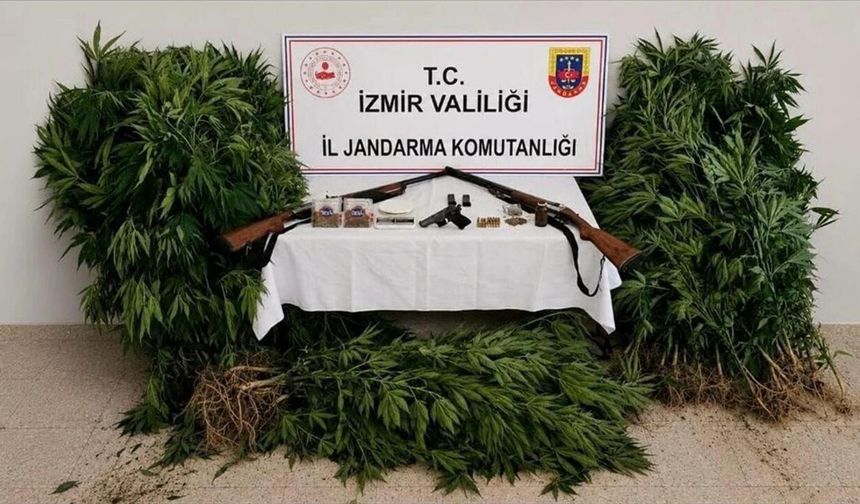 İzmir'de ormanda kenevir yetiştiren şüpheli yakalandı