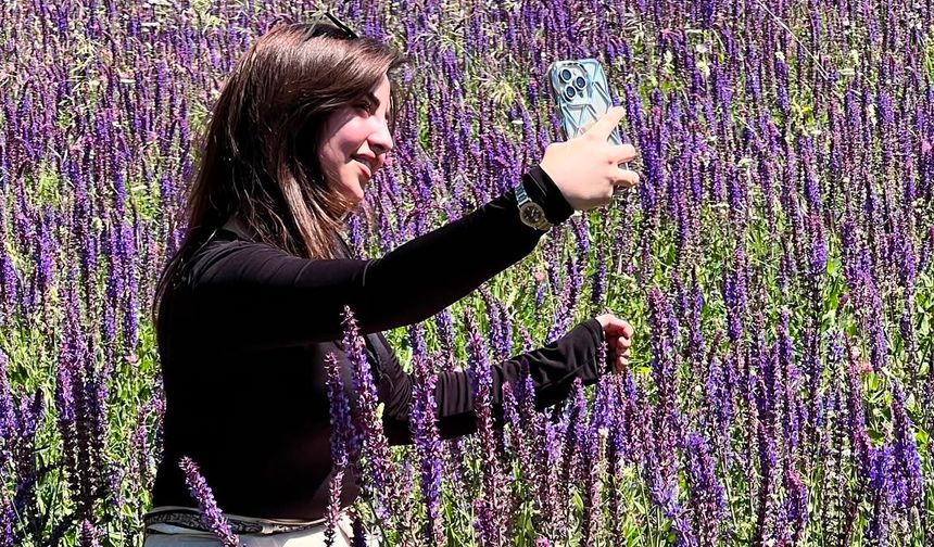 Lavanta tarlası ilgi odağı oldu