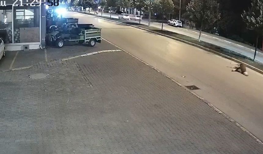Motosikletin çarptığı inek öldü