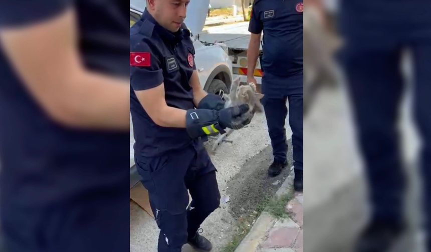 Otomobilin motor kısmına girdi, jandarma tarafından kurtarıldı!