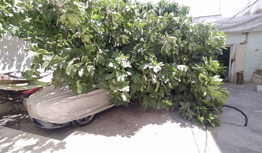Otomobilin üzerine ağaç devrildi