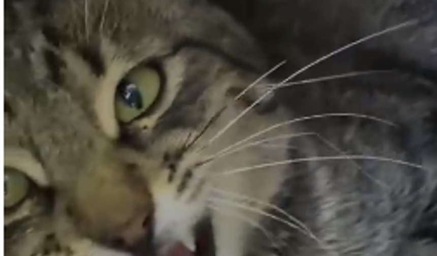 Ankara'da Kedi Katliamı! Bu Caniliği Kim Yapıyor?