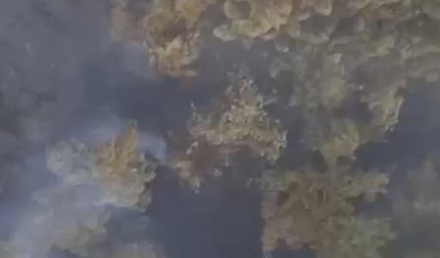 Balıkesir'deki orman yangını devam ediyor