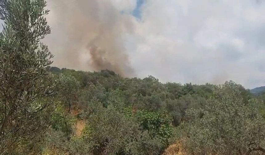 Erdek'te orman yangını