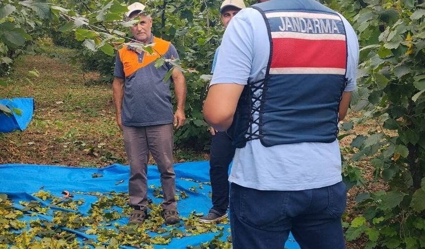 Fındık bahçelerinde hırsızlık denetimi yapıldı