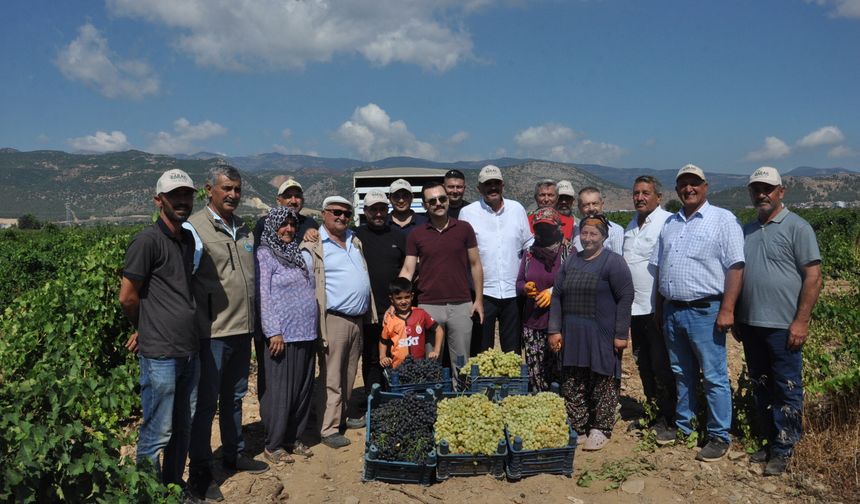 İslahiye'de Üzüm Hasadı Başladı