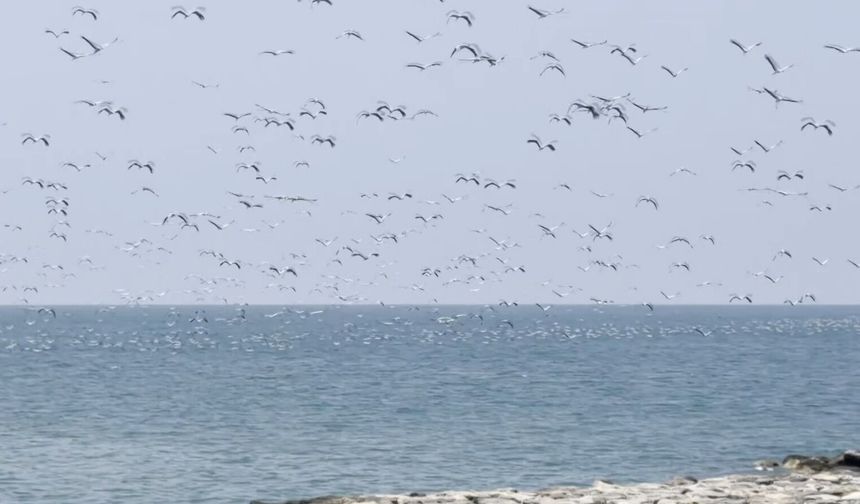 Leyleklerin Afrika yolculuğunda Hatay molası