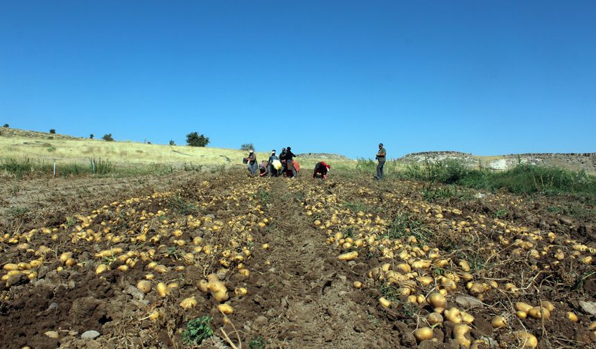 Patatesin tarladaki kilo fiyat başka, marketteki fiyatı başka