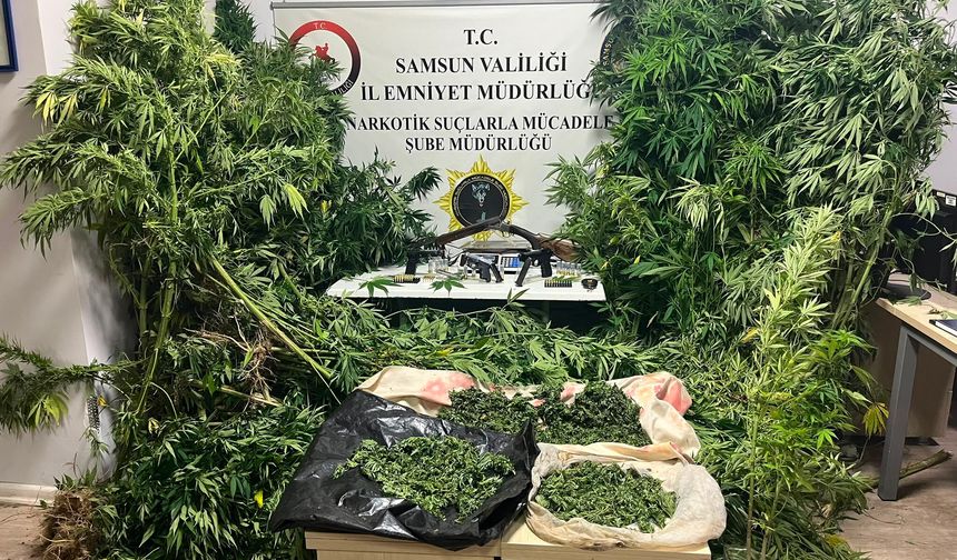 Samsun'da kenevir operasyonu