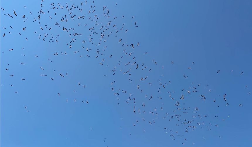 Tekirdağ'da Gökyüzünde süzülen yüzlerce leylek kamerada
