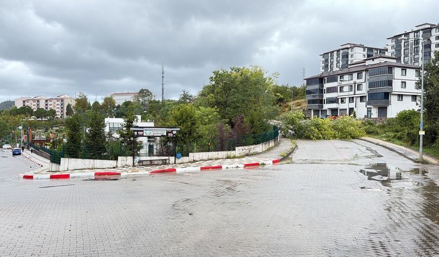 Bartın'da kuvvetli rüzgar ağaçları devirdi