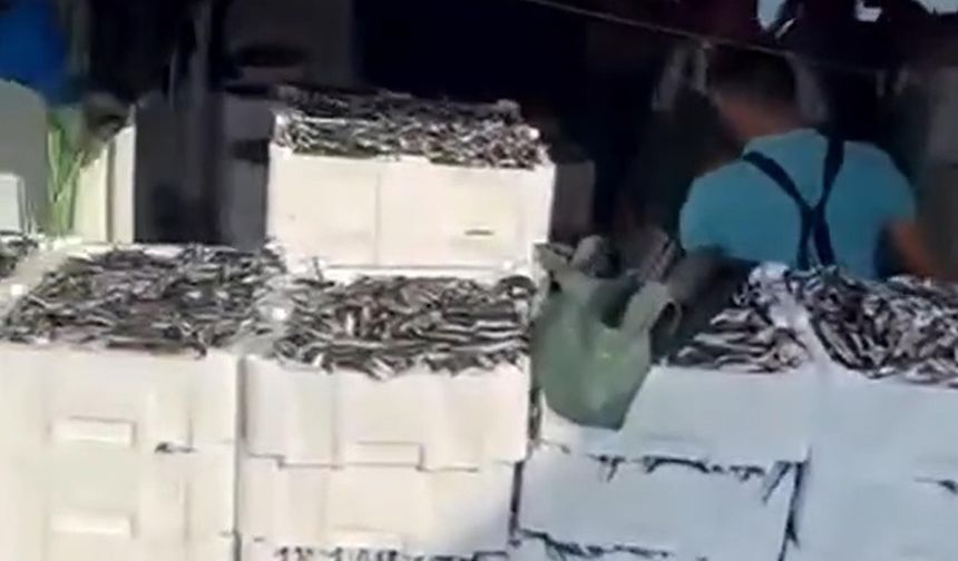 Gelibolu açıklarında tek seferde 1500 kasa sardalya avladılar