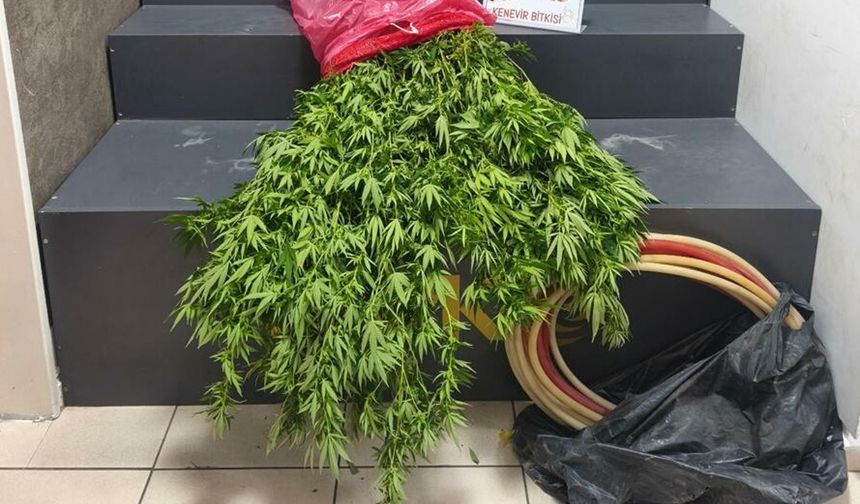 İzmir'de uyuşturucu operasyonu