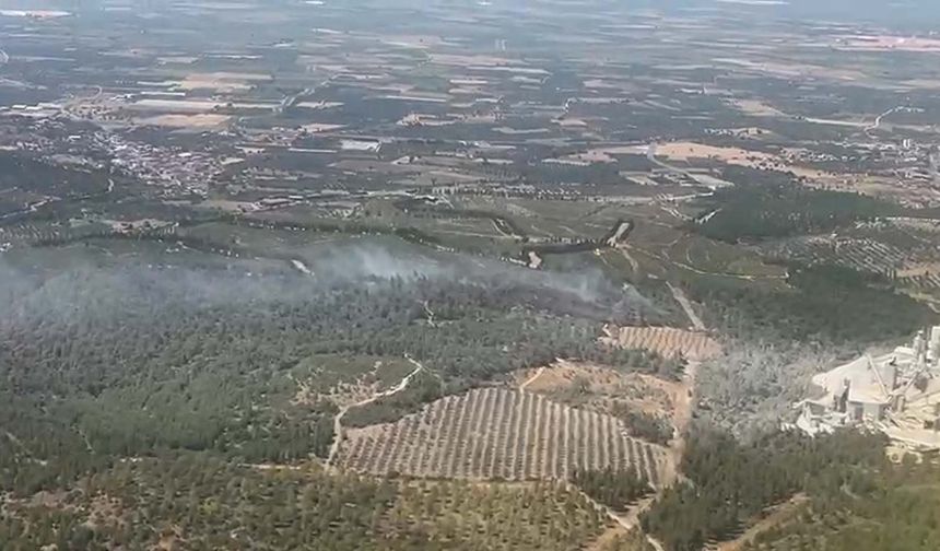 Manisa'da orman yangını