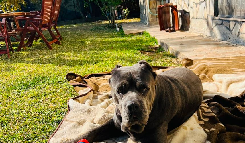 Şila’nın karnından 6 kilo 750 gramlık kitle çıktı! Veteriner uyardı: Belirtiler hafife alınmamalı