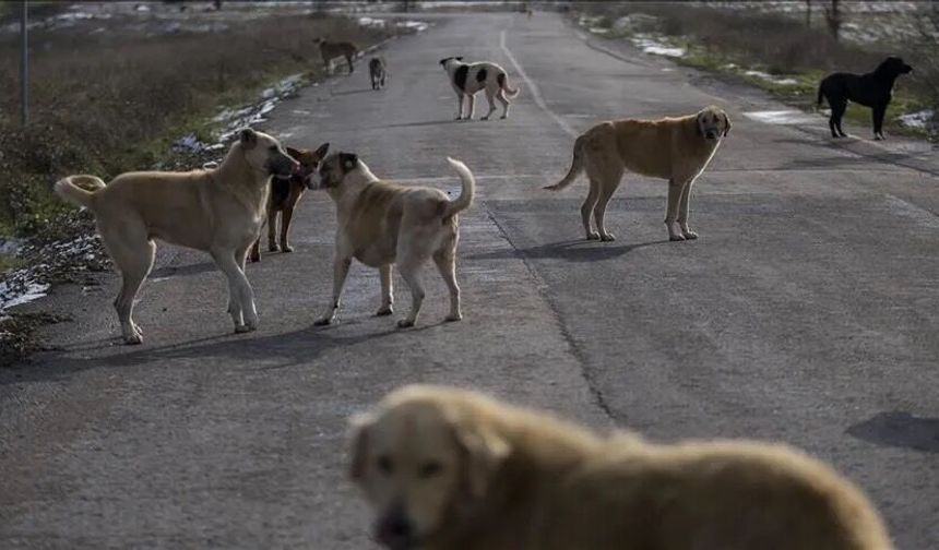 Sokak Köpeklerinin Yüzde 99,22’si Toplandı: Süreç Nasıl İşleyecek?