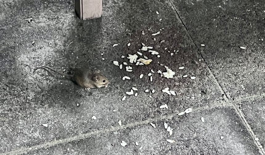 Dinlenme Tesisinde Hijyen Skandalı: Çöpler Taştı, Fareler Ortaya Çıktı!