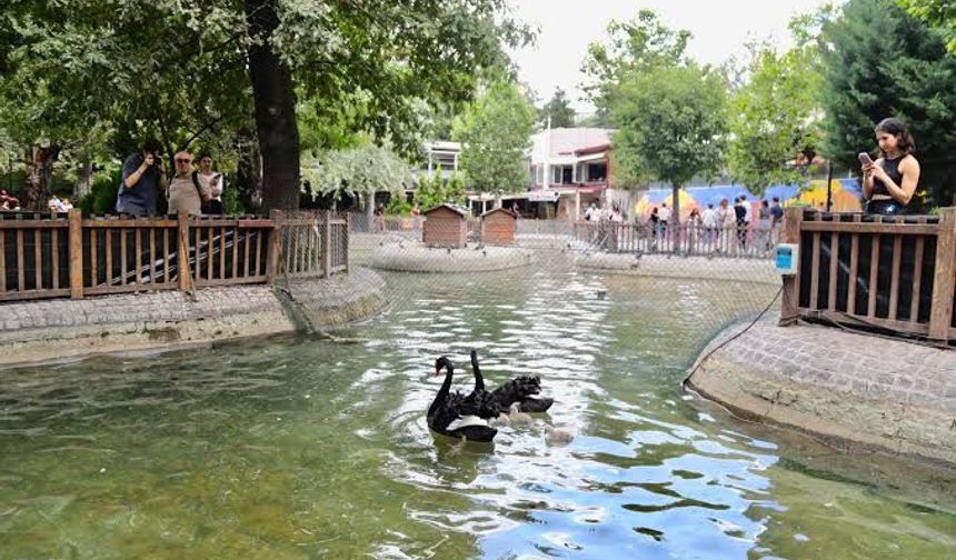 Kuğulu Park’ın minik sakinleri büyüyor: Vatandaşlara önemli uyarı