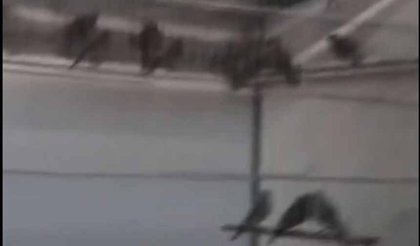Ankara’da kaçak saka kuşu operasyonu: 134 kuş ele geçirildi