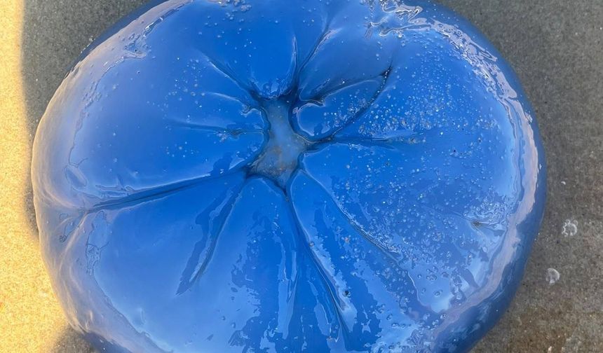 Saros Körfezi’nde mavi denizanası görüldü