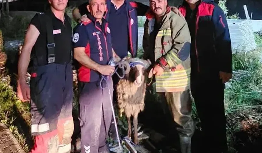 Asi Nehri’ne Düşen Koyun İçin Seferber Oldular!