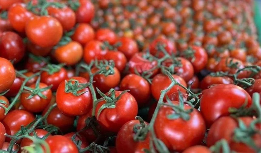 Ankara'nın meşhur lezzeti dünya listesinde! Ayaş domatesi ilk 10'a girdi