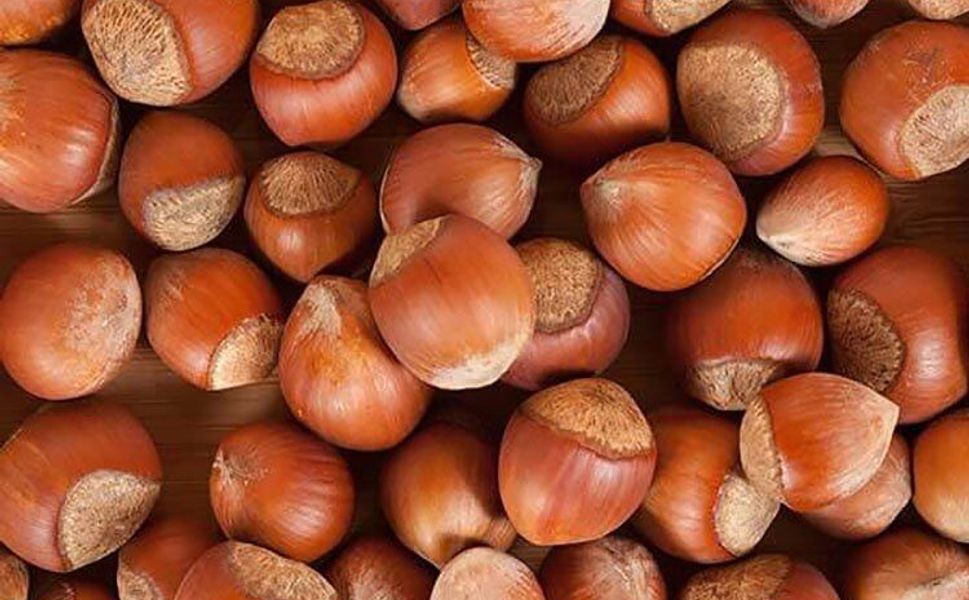 Fındık üreticisi kan ağlıyor!