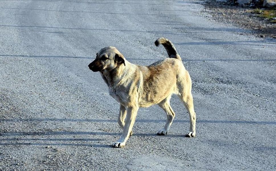 İstanbul'da Sahipsiz Köpekler Toplatıldı!