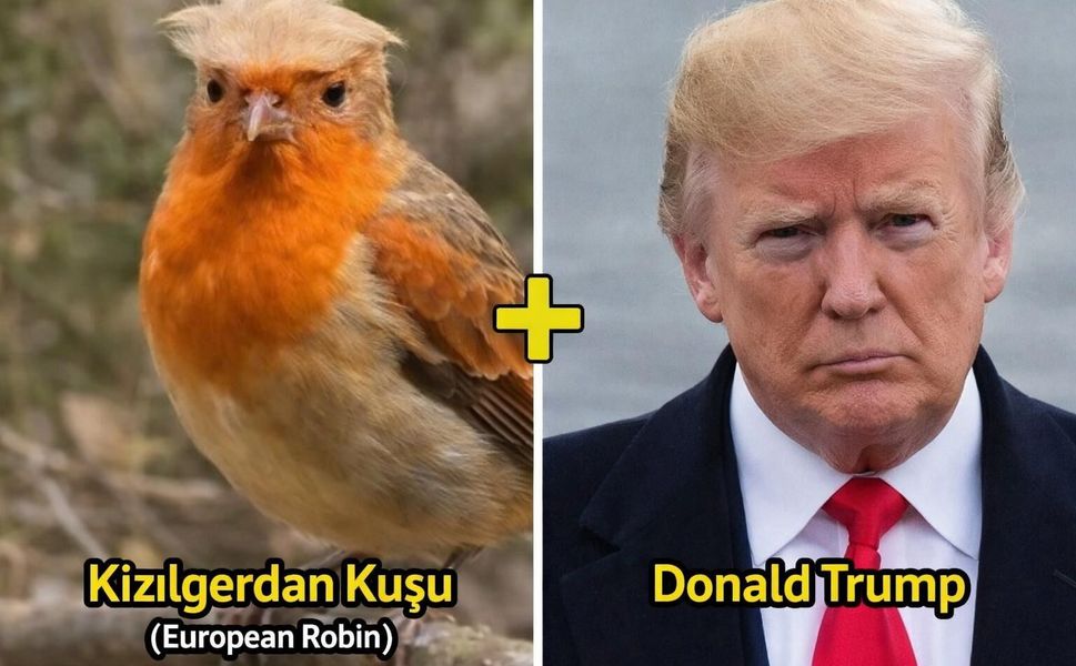 Ünye’de Siyaset Doğaya Taşındı: Trump’a Benzeyen Kuş Görenleri Güldürdü