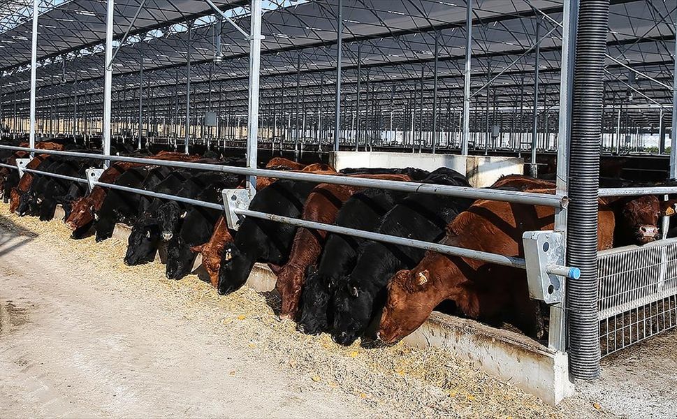 Et ve Süt Kurumu Besilik Hayvanların Teslimat Süreçlerine İlişkin Açıklama Yaptı!