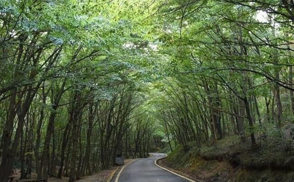 21 İlde Orman Sınırları Değişti!