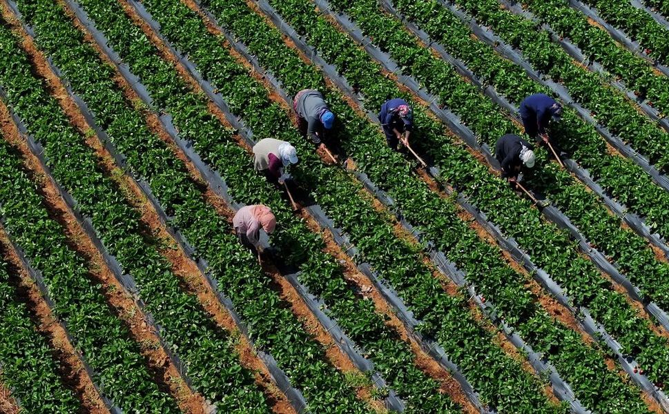 Bakan Yumaklı Duyurdu: Çiftçilere 12,3 Milyar Lira Destek