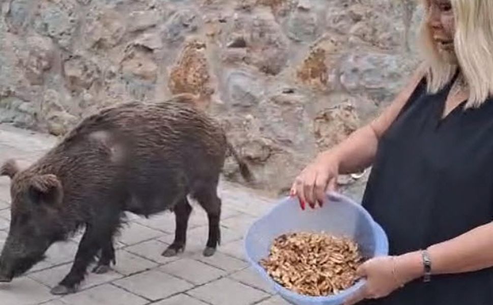 Safiye Soyman’dan ilginç anlar: Kapısına gelen yaban domuzunu besledi