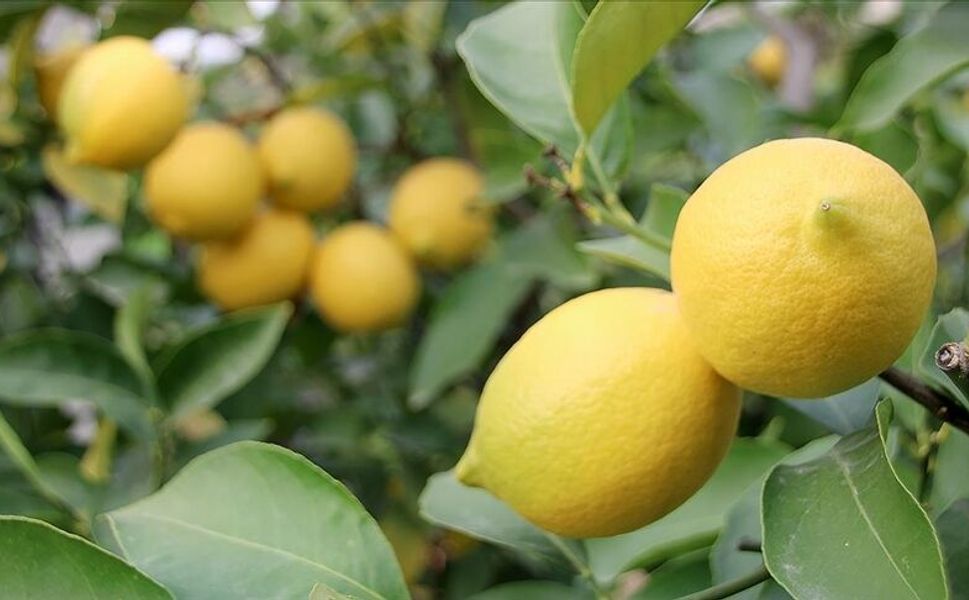 Geçici Vergi Kararıyla Limon İthalatına Yeni Düzenleme