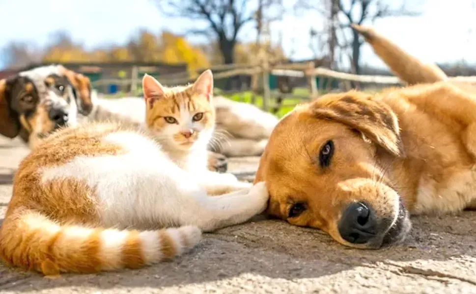 4 Nisan Dünya Sokak Hayvanları Günü: Sessiz Dostlar İçin Farkındalık Çağrısı