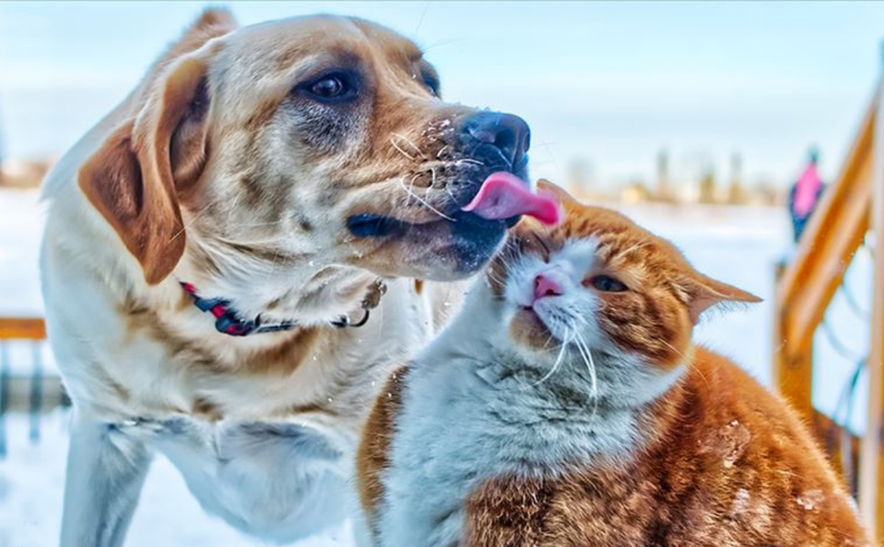 Evcil Hayvanlarımızla Sessiz Konuşmalar: Onları Ne Kadar Anlıyoruz?