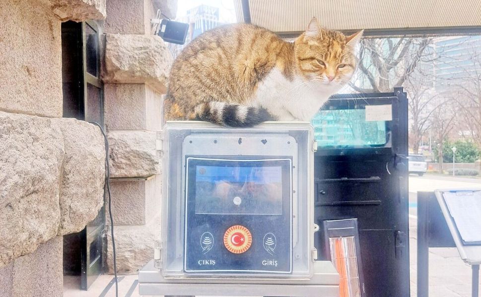 Meclis koridorlarının sevimli sahipleri