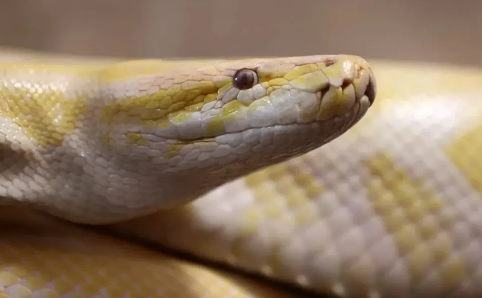 Piton kanından devrim: Yan etkisiz zayıflama ilacı yolda!