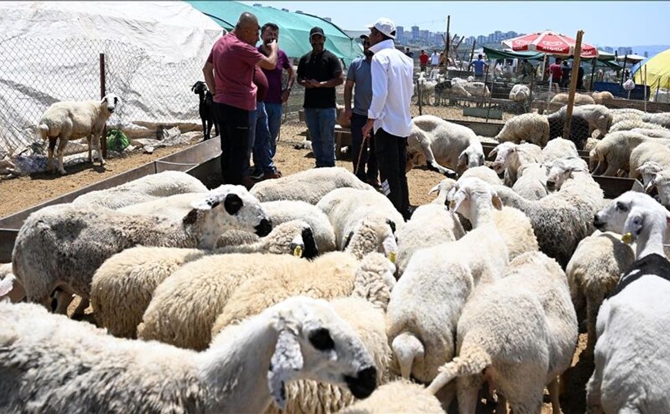 Ankara’da Kurban Bayramı Hazırlığı Başladı: İlçe İlçe Kurban Satış ve Kesim Alanları