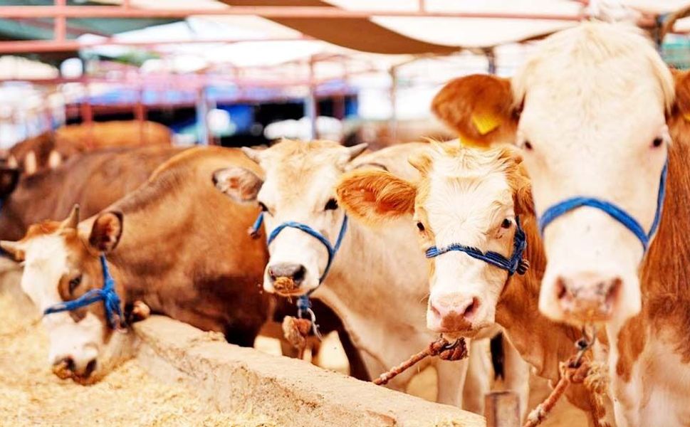 Bayram Öncesi Hayvan Pazarlarında Şap Endişesi
