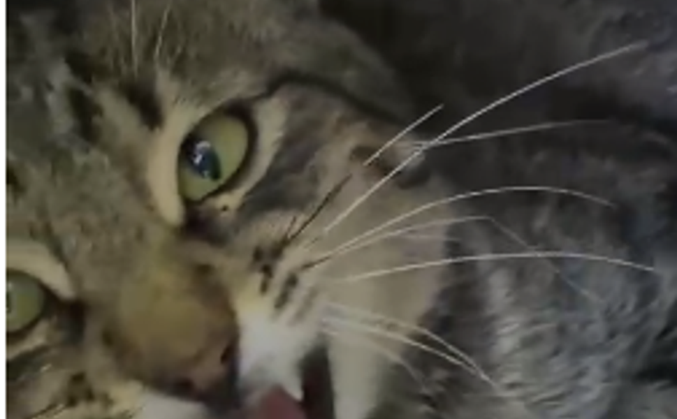 Ankara'da Kedi Katliamı! Bu Caniliği Kim Yapıyor?