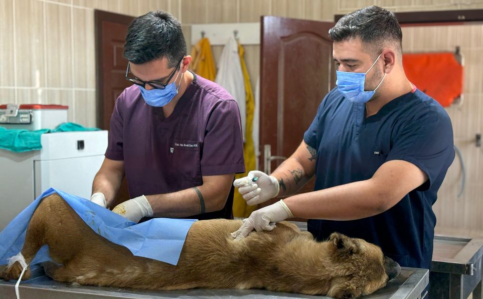 Sincan’da sahipsiz hayvanlara kapsamlı bakım ve rehabilitasyon