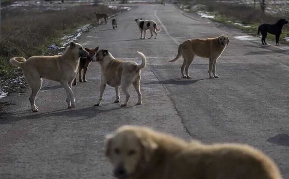 Sokak Köpeklerinin Yüzde 99,22’si Toplandı: Süreç Nasıl İşleyecek?