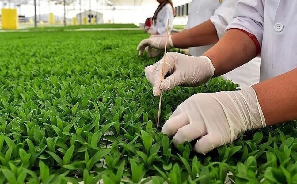Tarımsal Destekler Artırıldı: Yeni Tutarlar Belli Oldu
